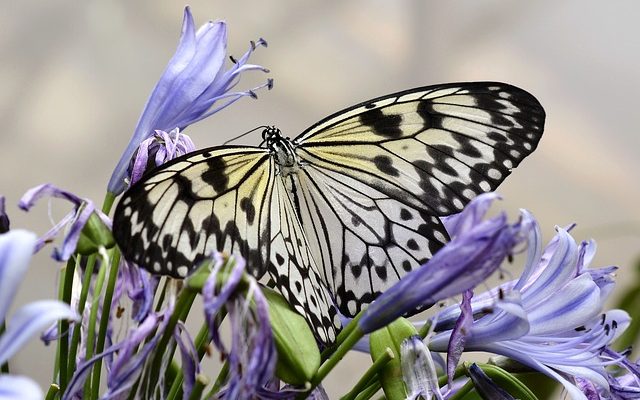 Des insectes domestiques communs qui mordent.