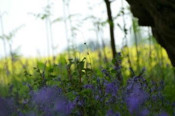 Des plantes qui ressemblent exactement à la lavande anglaise.