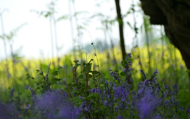 Des plantes qui ressemblent exactement à la lavande anglaise.