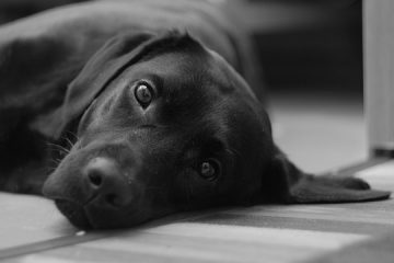 Développement d'un chiot du Labrador