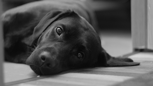 Développement d'un chiot du Labrador