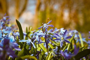 Faits sur la fleur de clochette bleue