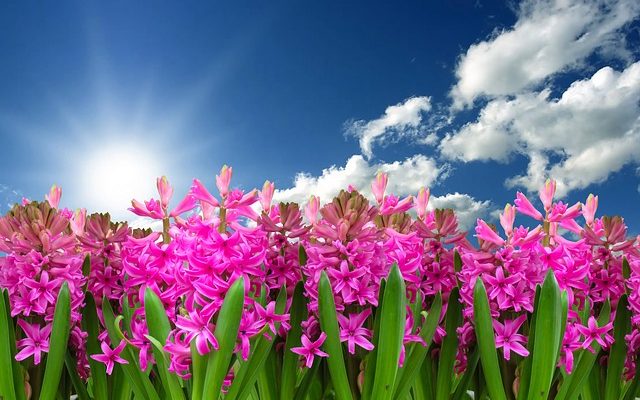 Idées de jardin au bord de la mer