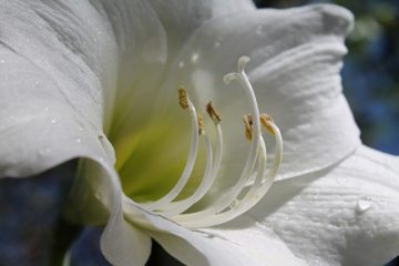 Instructions pour les soins de l'amaryllis