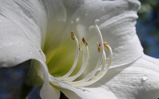 Instructions pour les soins de l'amaryllis