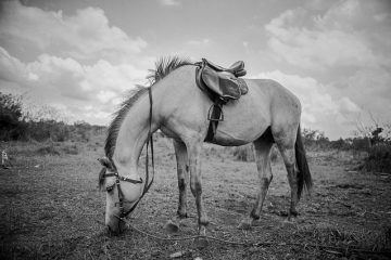 Le cycle de vie d'un cheval