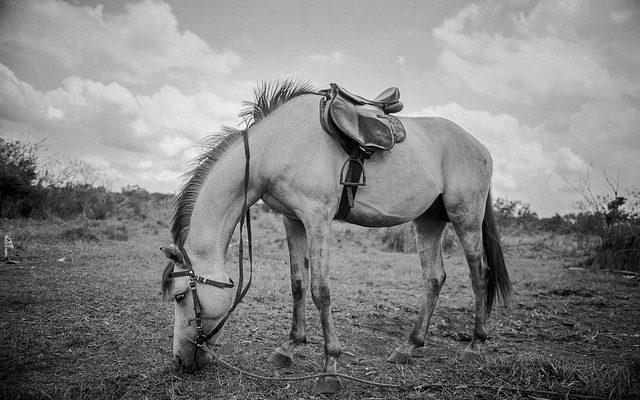 Le cycle de vie d'un cheval