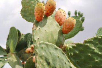 Les plantes d'intérieur ficus sont-elles toxiques pour les chiens ?