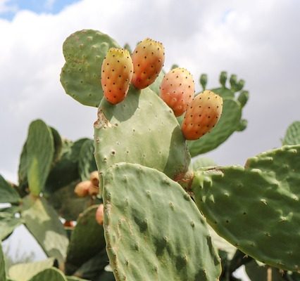 Les plantes d'intérieur ficus sont-elles toxiques pour les chiens ?