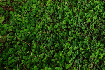 L'herbe existante poussera-t-elle à travers la saleté sur le dessus ?