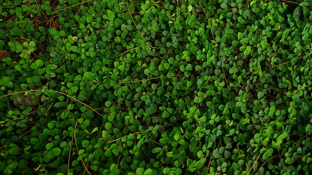 L'herbe existante poussera-t-elle à travers la saleté sur le dessus ?