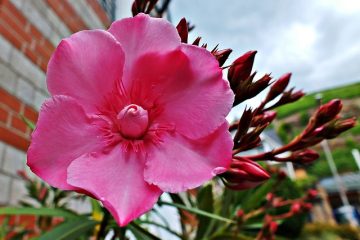 Maladies du laurier-rose