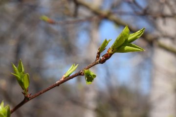 Plum Tree Disease Insectes