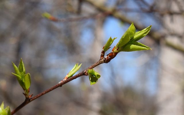 Plum Tree Disease Insectes