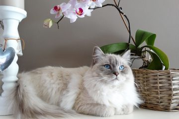 Problèmes de santé de chat de Ragdoll