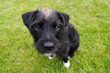 Produits pour aider un chien à arrêter de lécher ses pattes