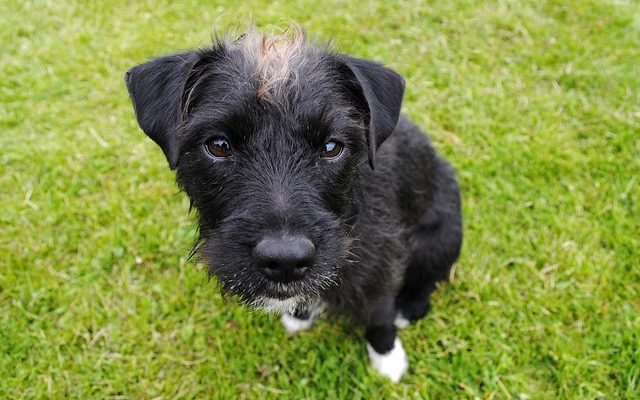 Produits pour aider un chien à arrêter de lécher ses pattes