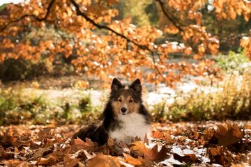 Quelle est la durée de vie d'une Sheltie ?