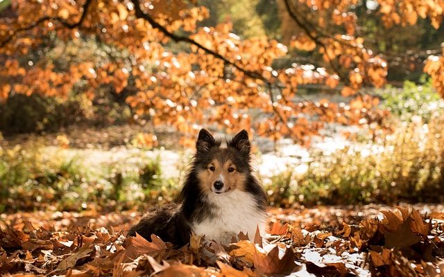 Quelle est la durée de vie d'une Sheltie ?