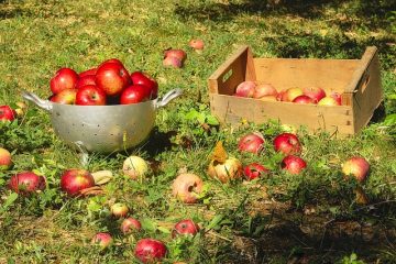 Quelles sont les pommes douces ?