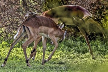 Quels sont les deux côtés du débat Nature Nourriture ?