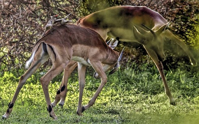 Quels sont les deux côtés du débat Nature Nourriture ?