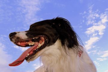 Raisons de la respiration lourde chez les chiens