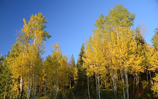 Types d'arbres de peuplier