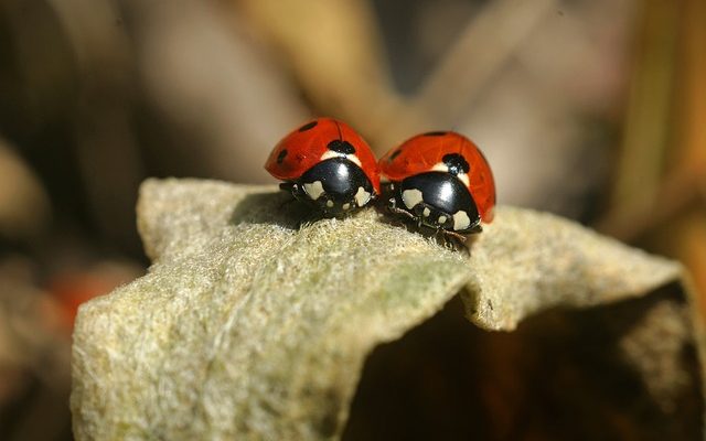 Activités de consolidation d'équipe pour les couples