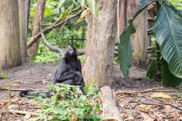 Animaux en danger dans les forêts tropicales du bassin du fleuve Congo