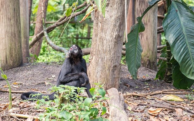 Animaux en danger dans les forêts tropicales du bassin du fleuve Congo