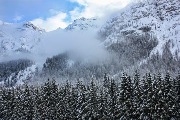 Arbres à croissance rapide pour les petits jardins