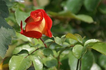 Bulbes à fleurs pour l'ombre