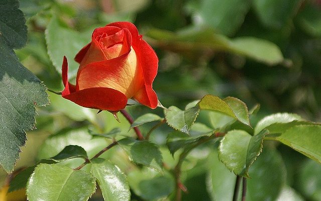 Bulbes à fleurs pour l'ombre