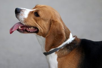 Chiens Beagle problèmes de santé