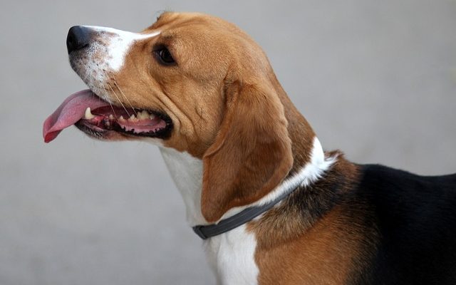 Chiens Beagle problèmes de santé