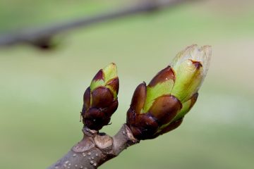 Combien de temps faut-il pour qu'un bulbe de lis pousse une fois planté ?