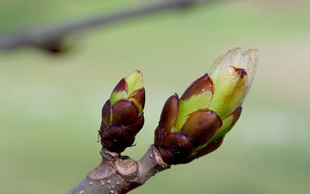 Combien de temps faut-il pour qu'un bulbe de lis pousse une fois planté ?