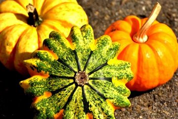 Comment blanchir des citrouilles