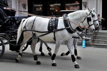 Comment durcir les semelles des sabots d'un cheval ?