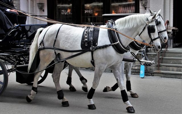 Comment durcir les semelles des sabots d'un cheval ?