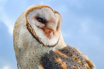 Comment éloigner les chats des mangeoires à oiseaux