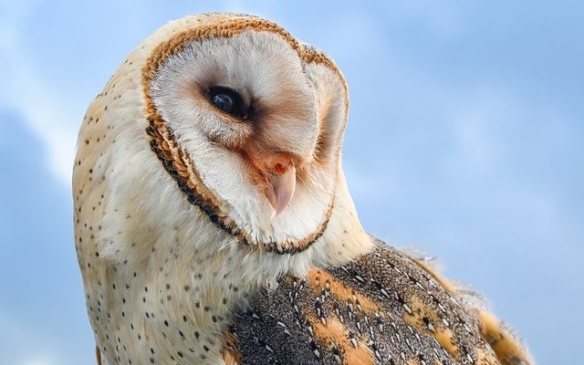 Comment éloigner les chats des mangeoires à oiseaux