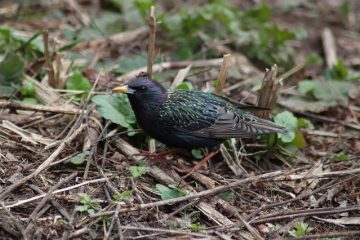 Comment empêcher les étourneaux de manger toute ma graine d'oiseau