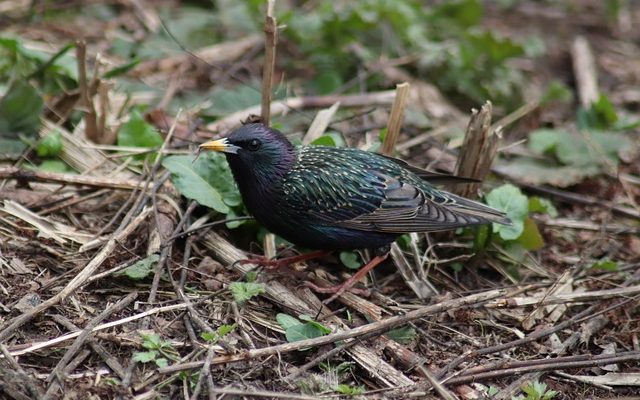 Comment empêcher les étourneaux de manger toute ma graine d'oiseau