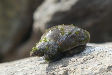 Comment entretenir les escargots de trappe de porte