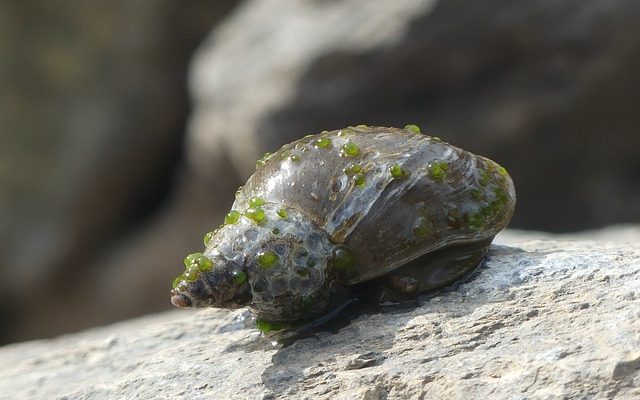 Comment entretenir les escargots de trappe de porte