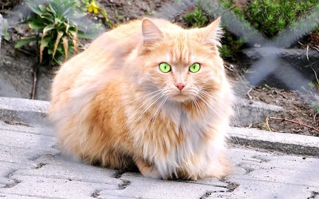 Comment éviter qu'un chat mâle dérange un chaton femelle ?