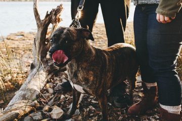 Comment faire don d'un chien au service de police ?