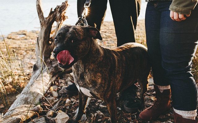 Comment faire don d'un chien au service de police ?